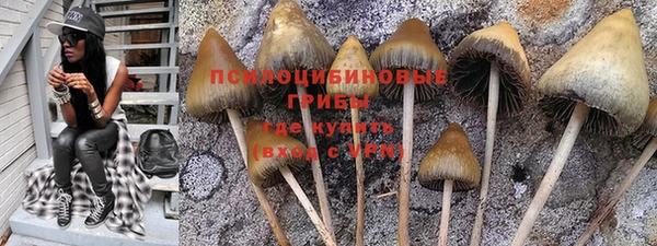 сатива Новокубанск